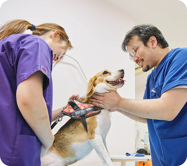 犬の診察を行うスタッフ