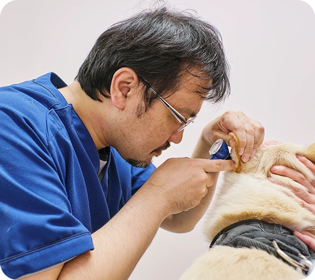 犬の耳を検査する獣医師
