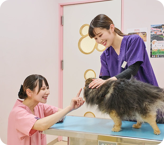 猫に処置を行うスタッフ