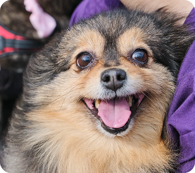 歯石ケアを受ける犬