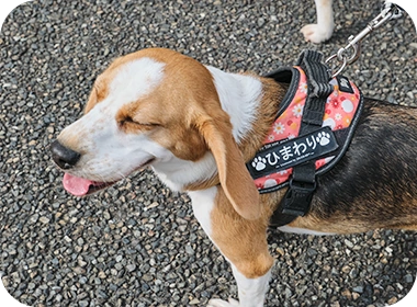 狂犬病予防注射済票を付けた犬