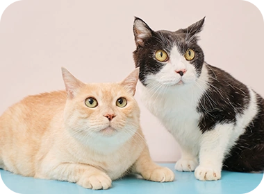 寄り添う2匹の猫