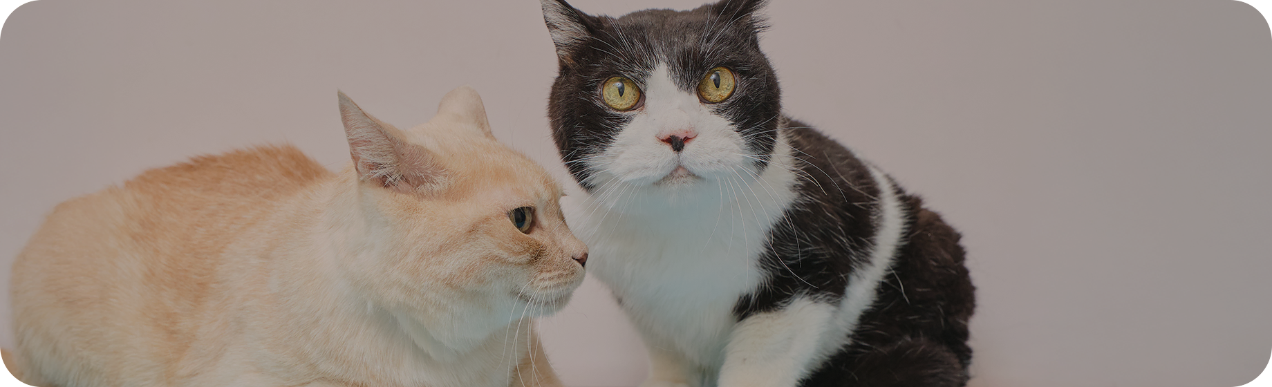 寄り添う2匹の猫