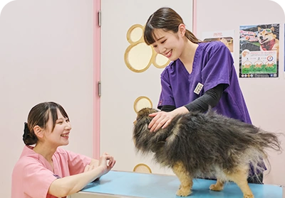 猫の診察を行うスタッフ