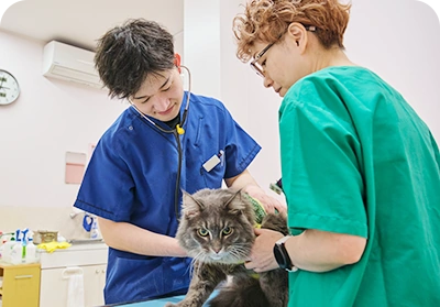 猫の処置を行うスタッフ