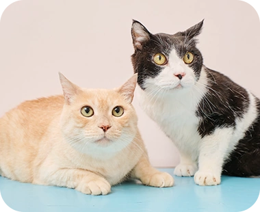 寄り添う2匹の猫