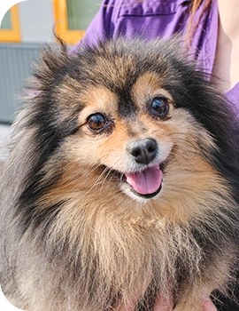 笑顔の犬
